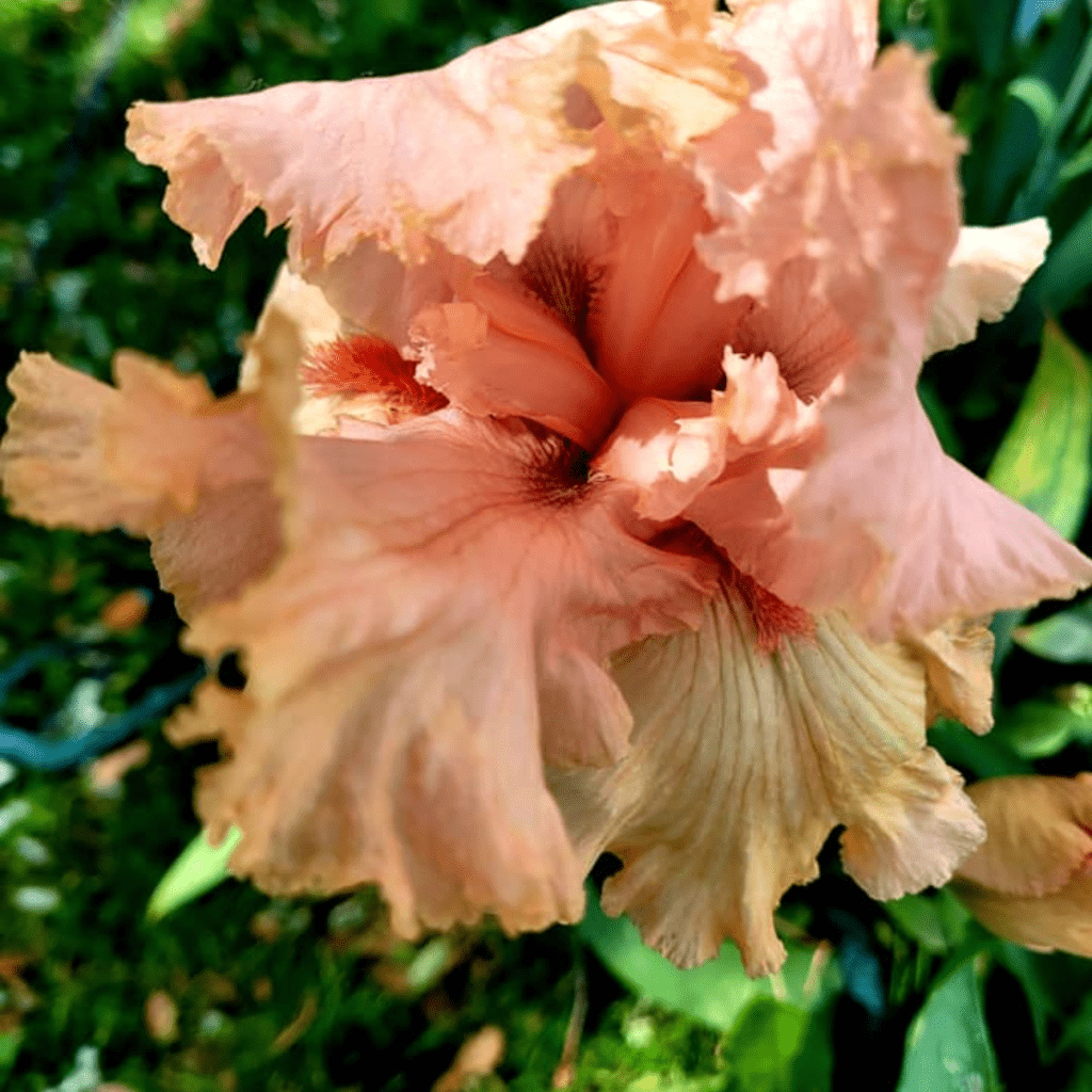 Image illustrates bearded iris from The Off Grid Barefoot Girl.