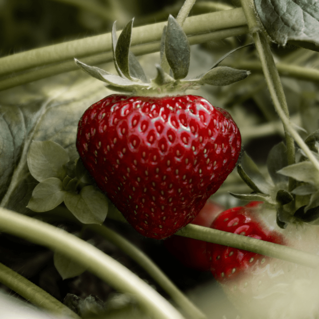Image illustrates a strawberry demonstrating growing a strawberry patch.