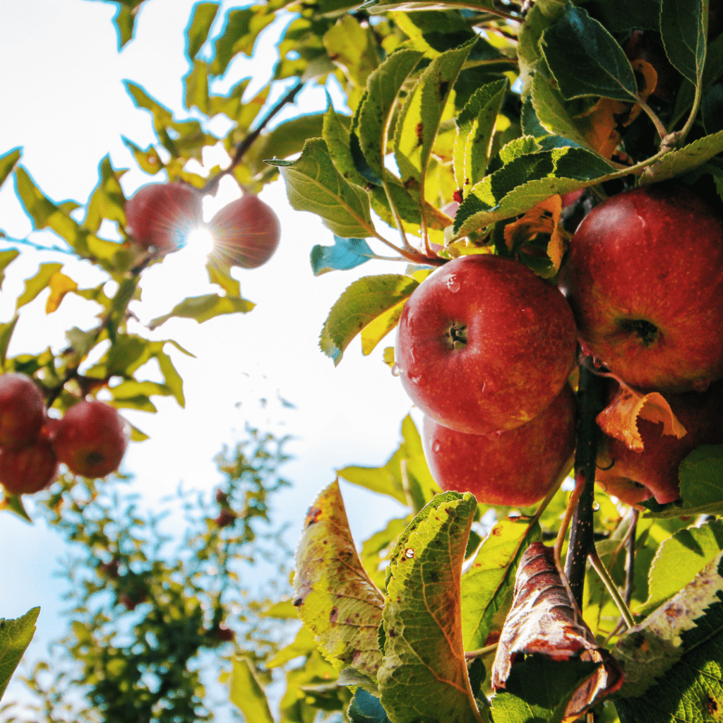 Image illustrates an orchard demonstrating information on micro-orcharding in your backyard.