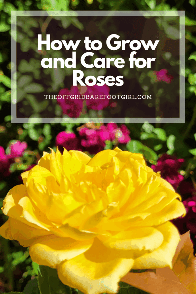 Image illustrates a Pinterest pin of yellow and pink roses. 