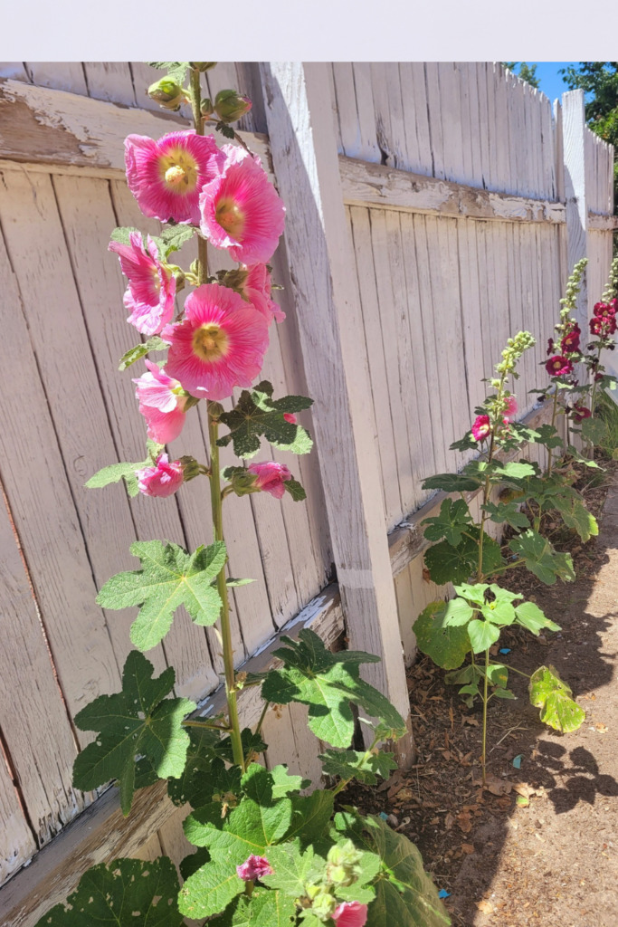 Image illustrates hollyhocks.