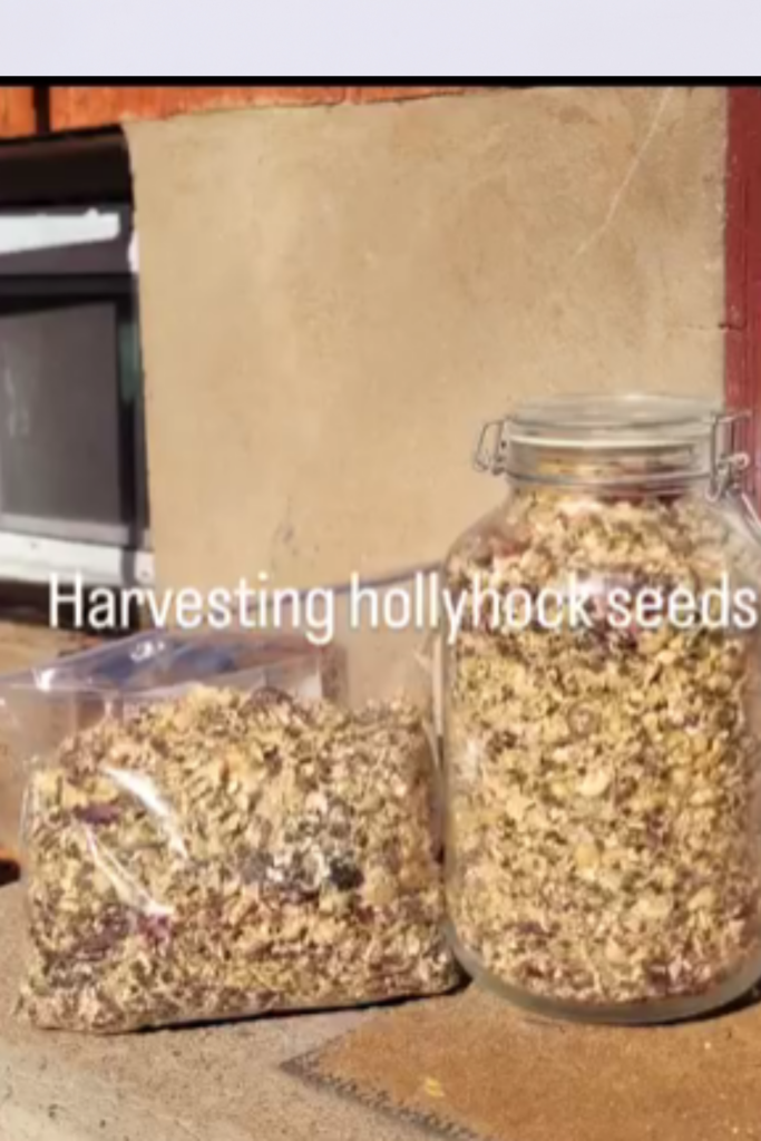 Image illustrates hollyhock seeds.
