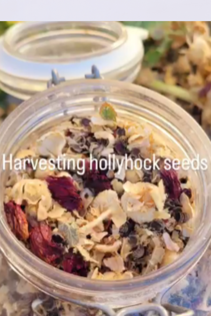 Image illustrates hollyhock seeds.
