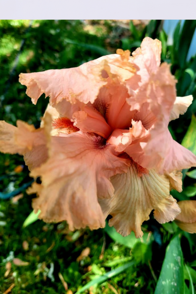 Image illustrates how to grow and care for bearded irises.