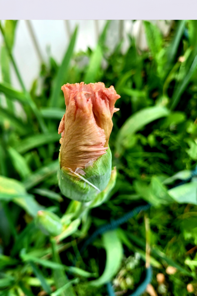 Image illustrates how to grow and care for bearded irises.