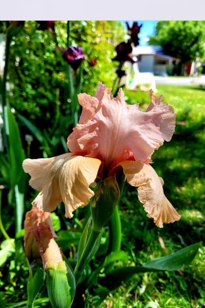 Image illustrates how to grow and care for bearded irises.