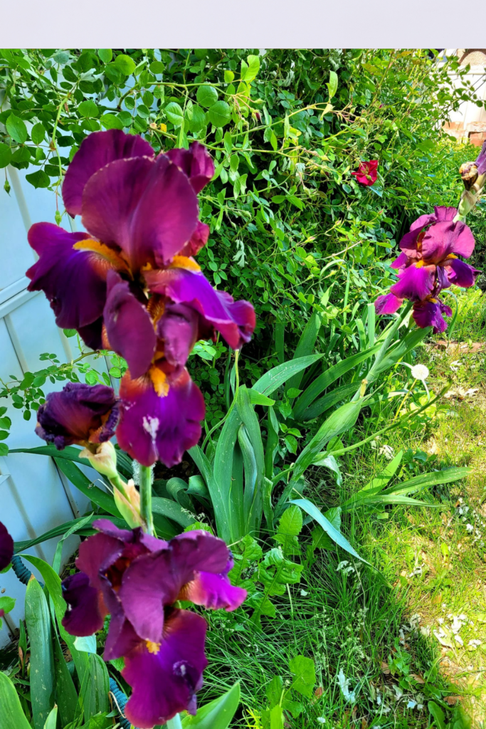 Image illustrates how to grow and care for bearded irises.