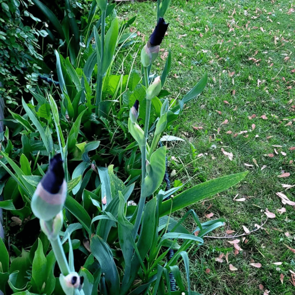 Grow and Care for Bearded Irises