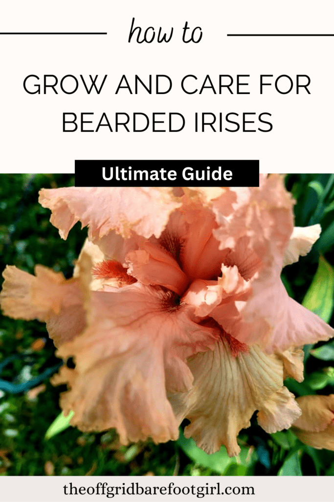 Grow and Care for Bearded Irises