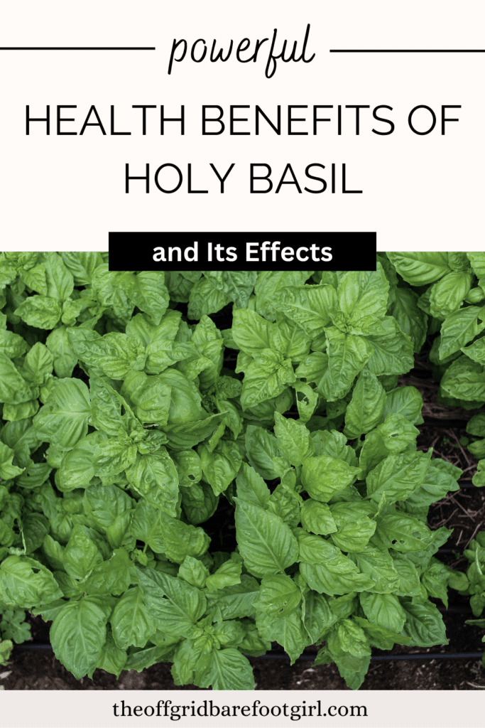 holy basil