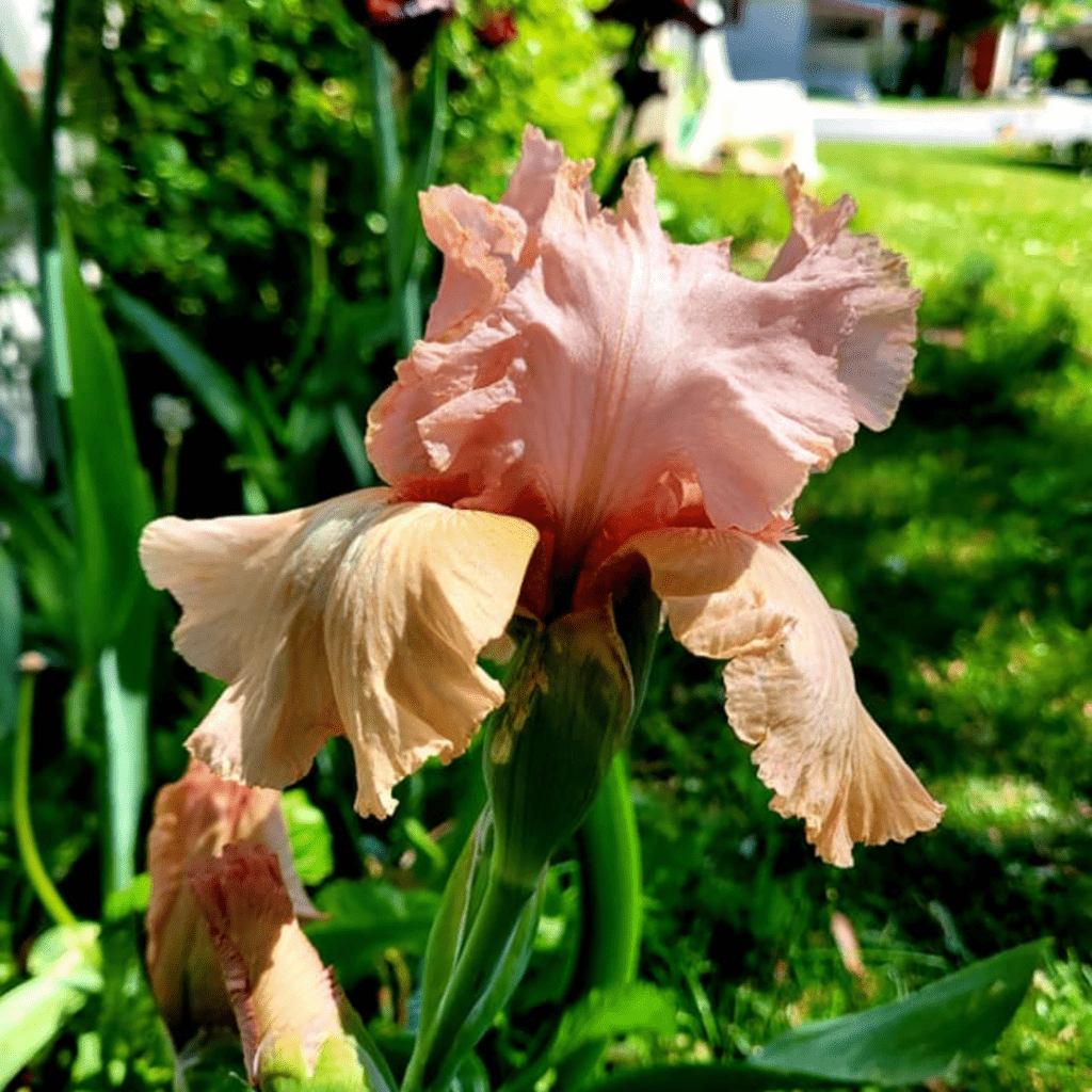 Grow and Care for Bearded Irises