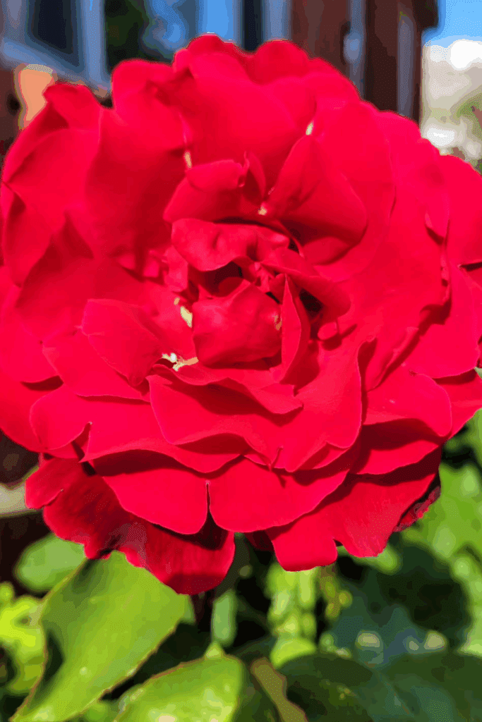 Image illustrates a rose bush.