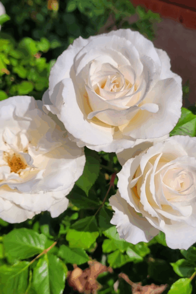 Image illustrates a rose bush.