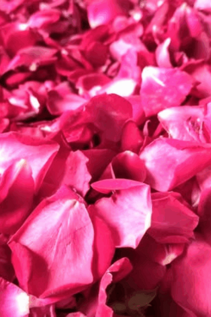 Image illustrates rose petals.