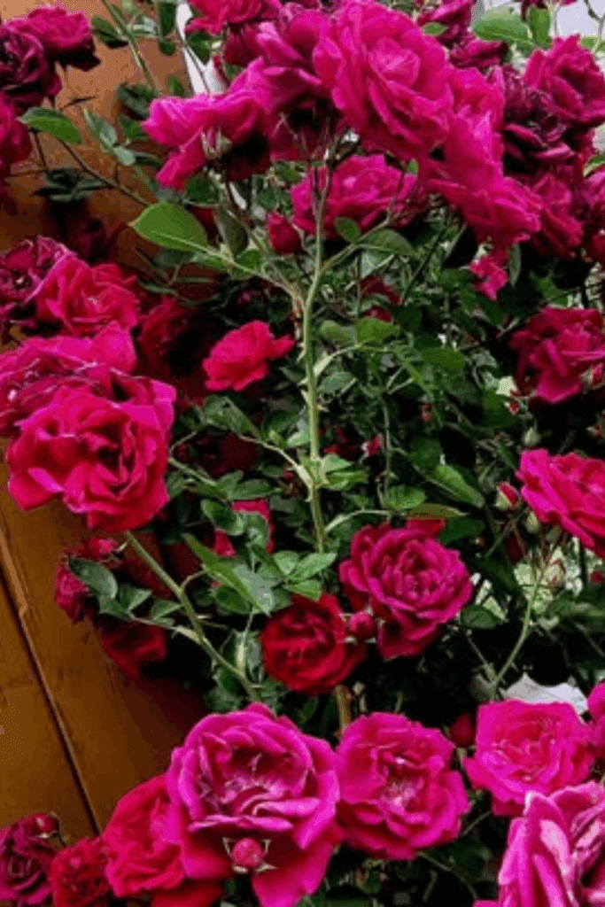 Image illustrates a rose bush.