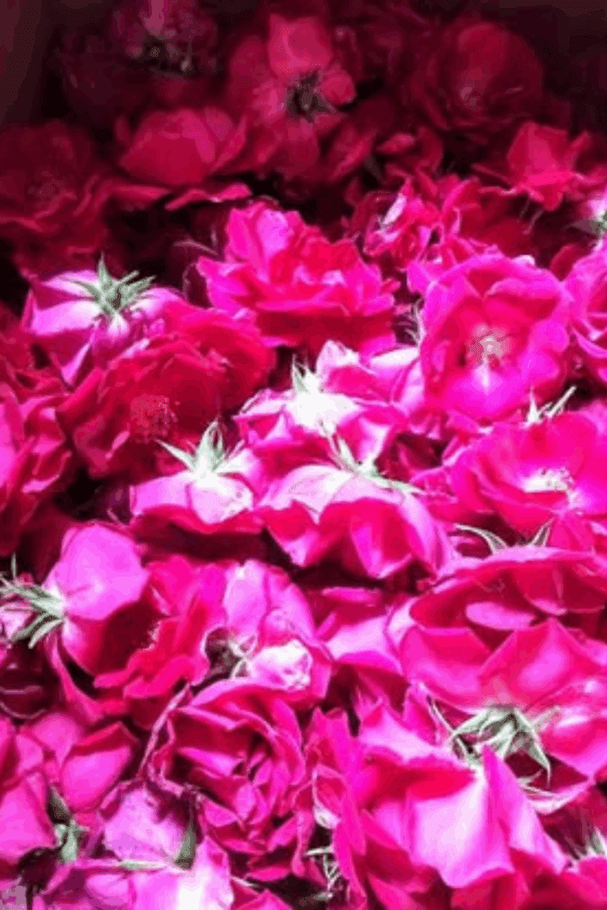 Image illustrates rose petals.