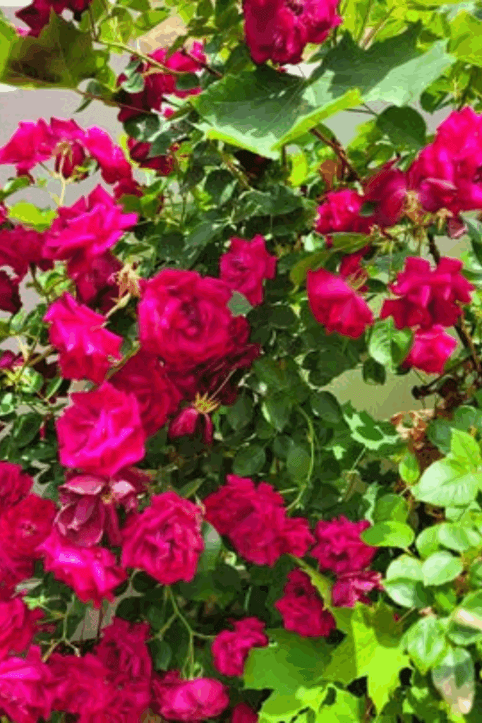 Image illustrates a rose bush.