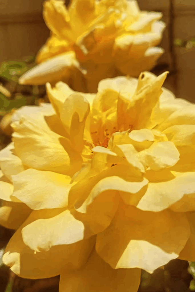 Image illustrates a rose bush.