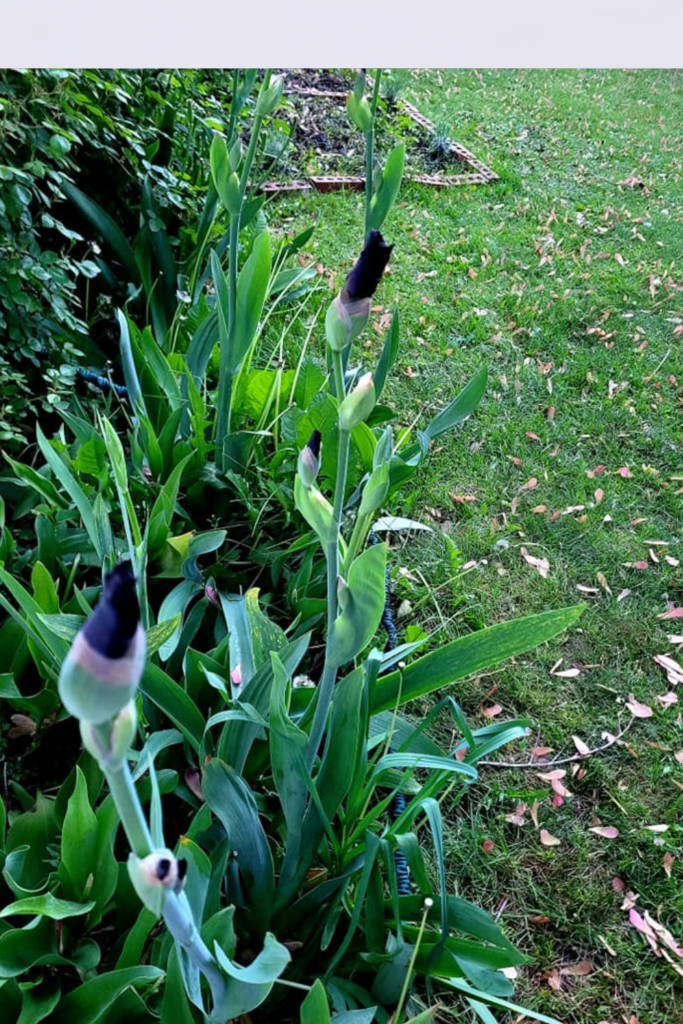 Image illustrates how to grow and care for bearded irises.