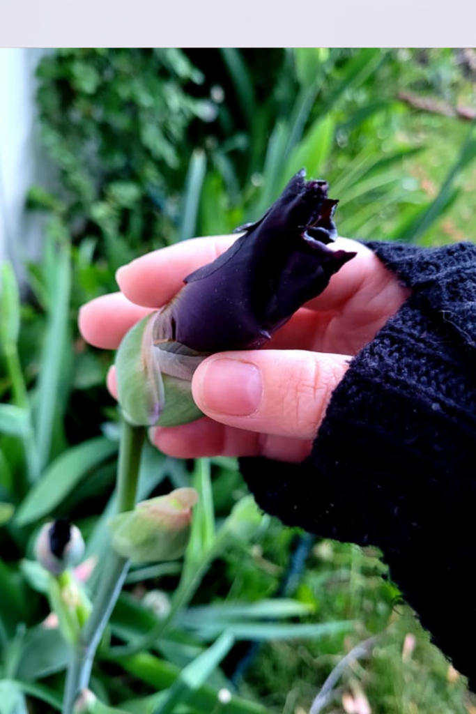 Image illustrates how to grow and care for bearded irises.
