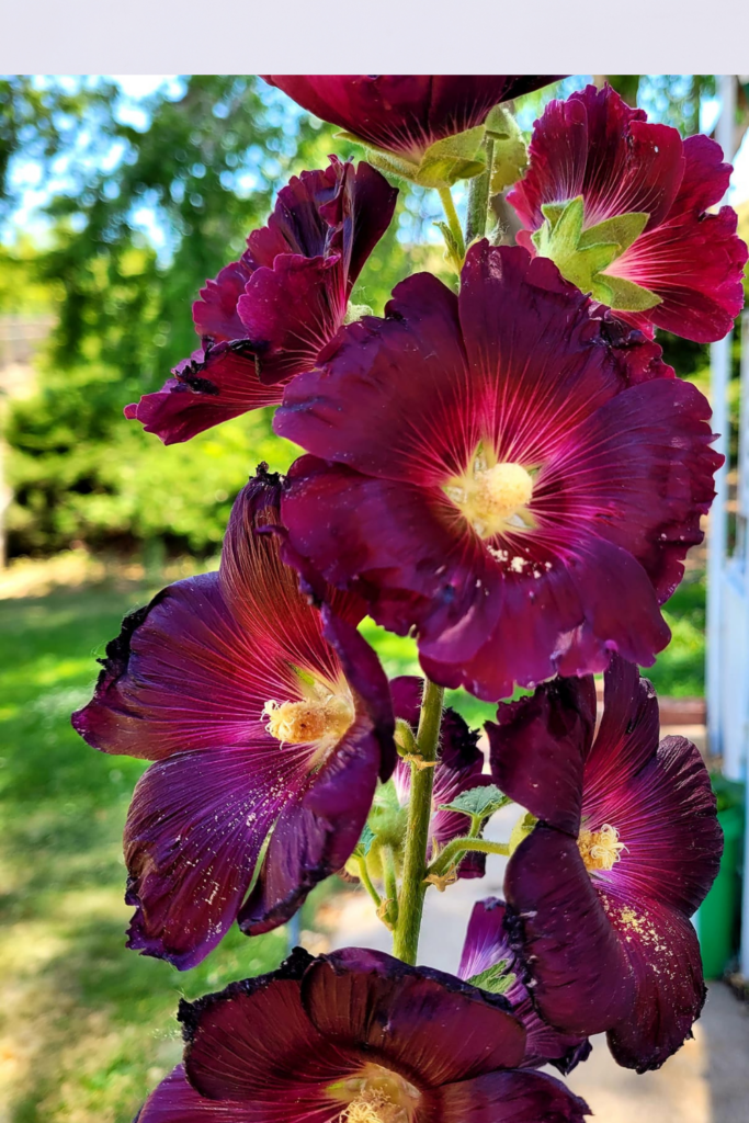 Image illustrates hollyhocks.