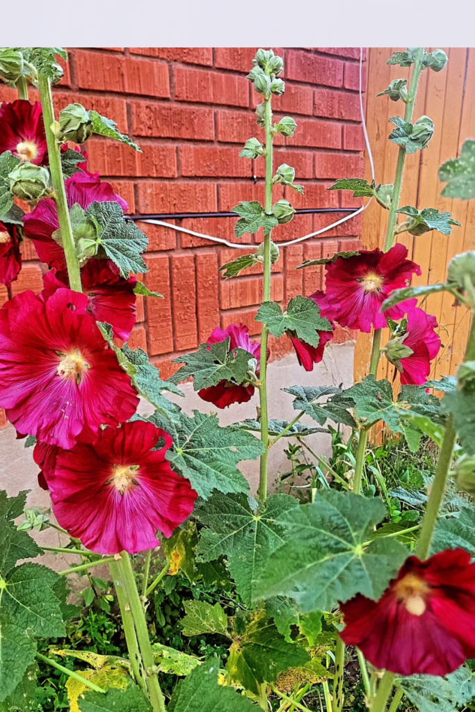 Image illustrates hollyhocks.