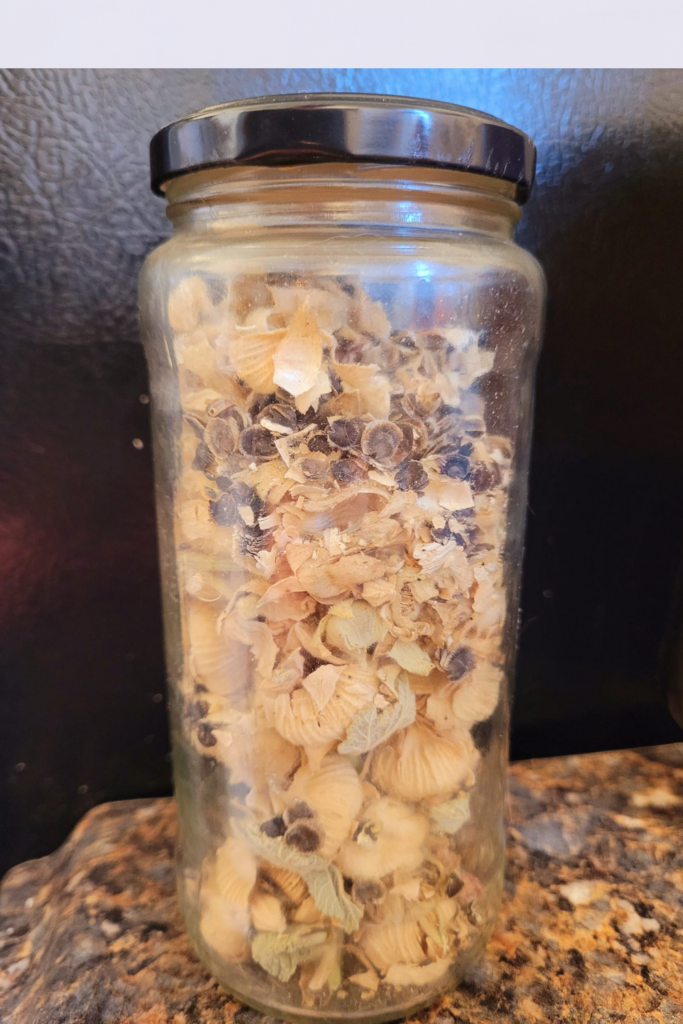 Image illustrates hollyhock seeds.
