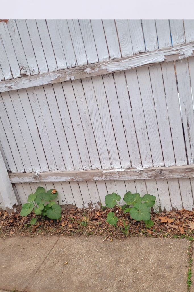 Image illustrates hollyhocks.