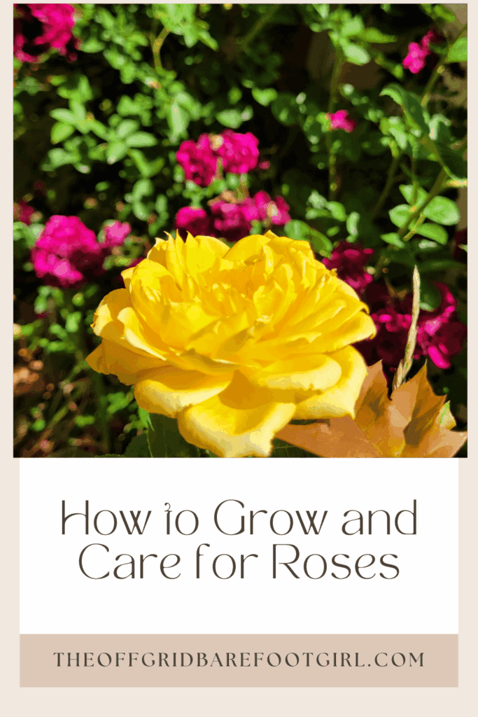 Image illustrates a Pinterest pin of yellow and pink roses. 