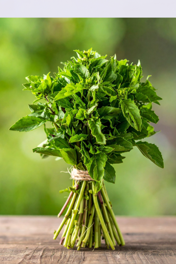 Image illustrates holy basil.