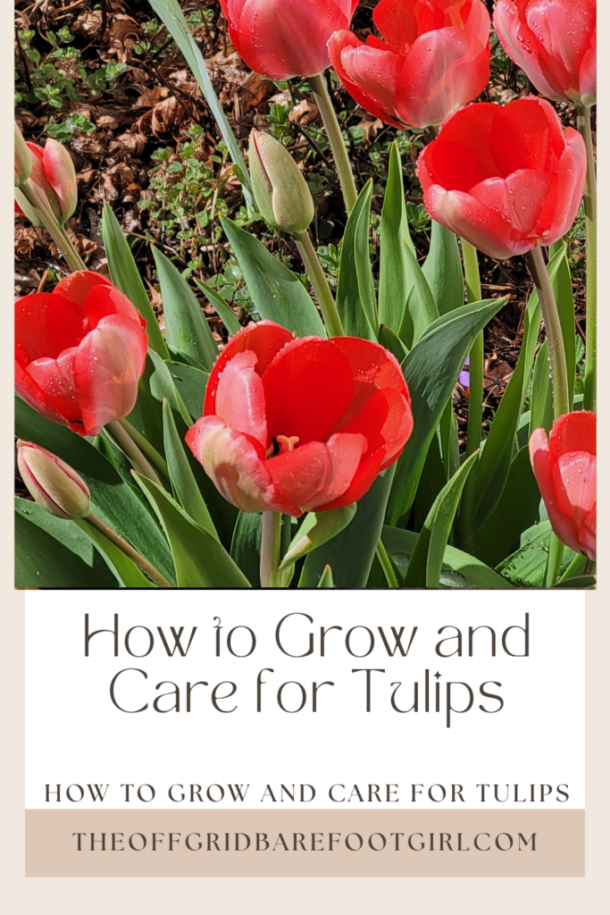 Image illustrates grow and care for tulips.