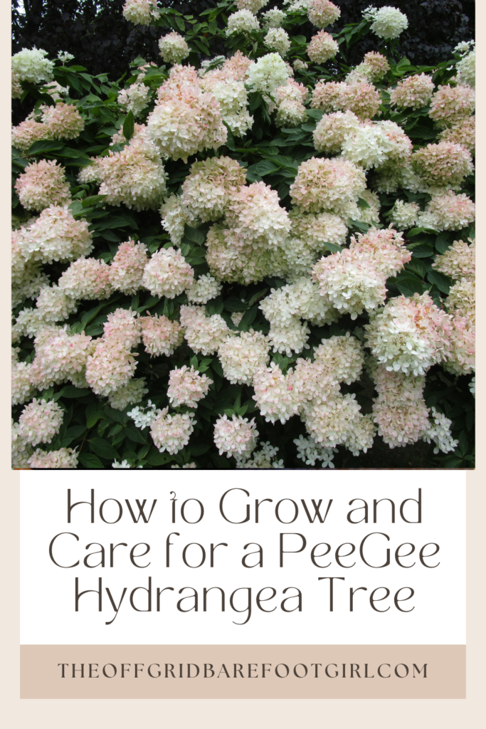 Image illustrates a peegee hydrangea tree.