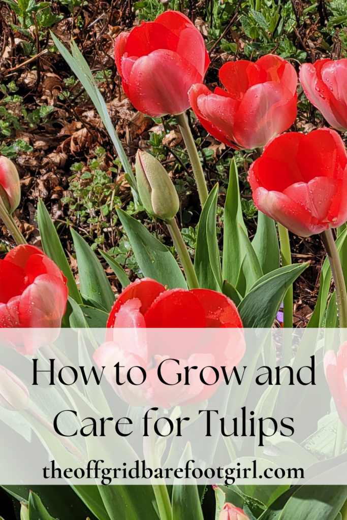Image illustrates grow and care for tulips.
