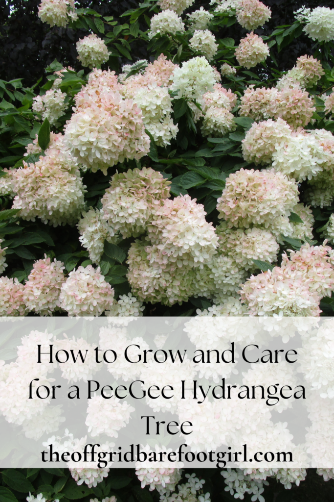 Image illustrates a peegee hydrangea tree.