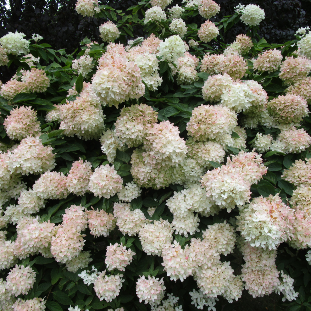 Image illustrates PeeGee hydrangea tree.