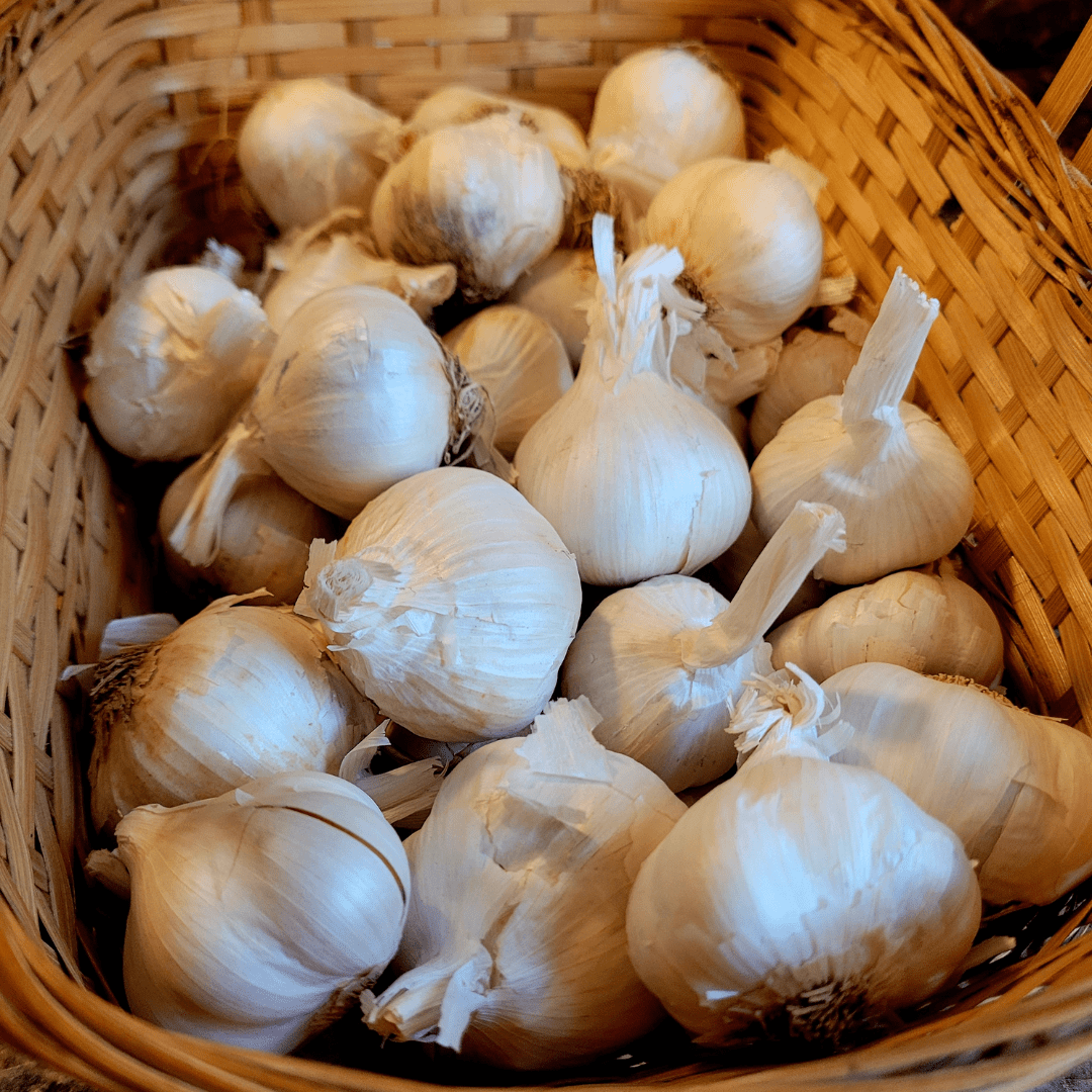 Powerful Health Benefits of Garlic and Its Effects