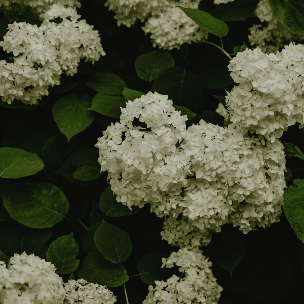 peegee hydrangea tree