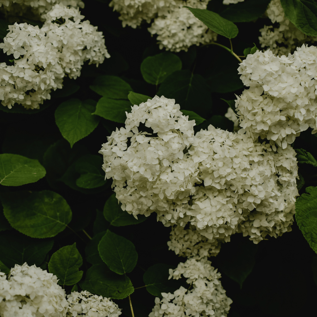 How to Grow and Care for a PeeGee Hydrangea Tree