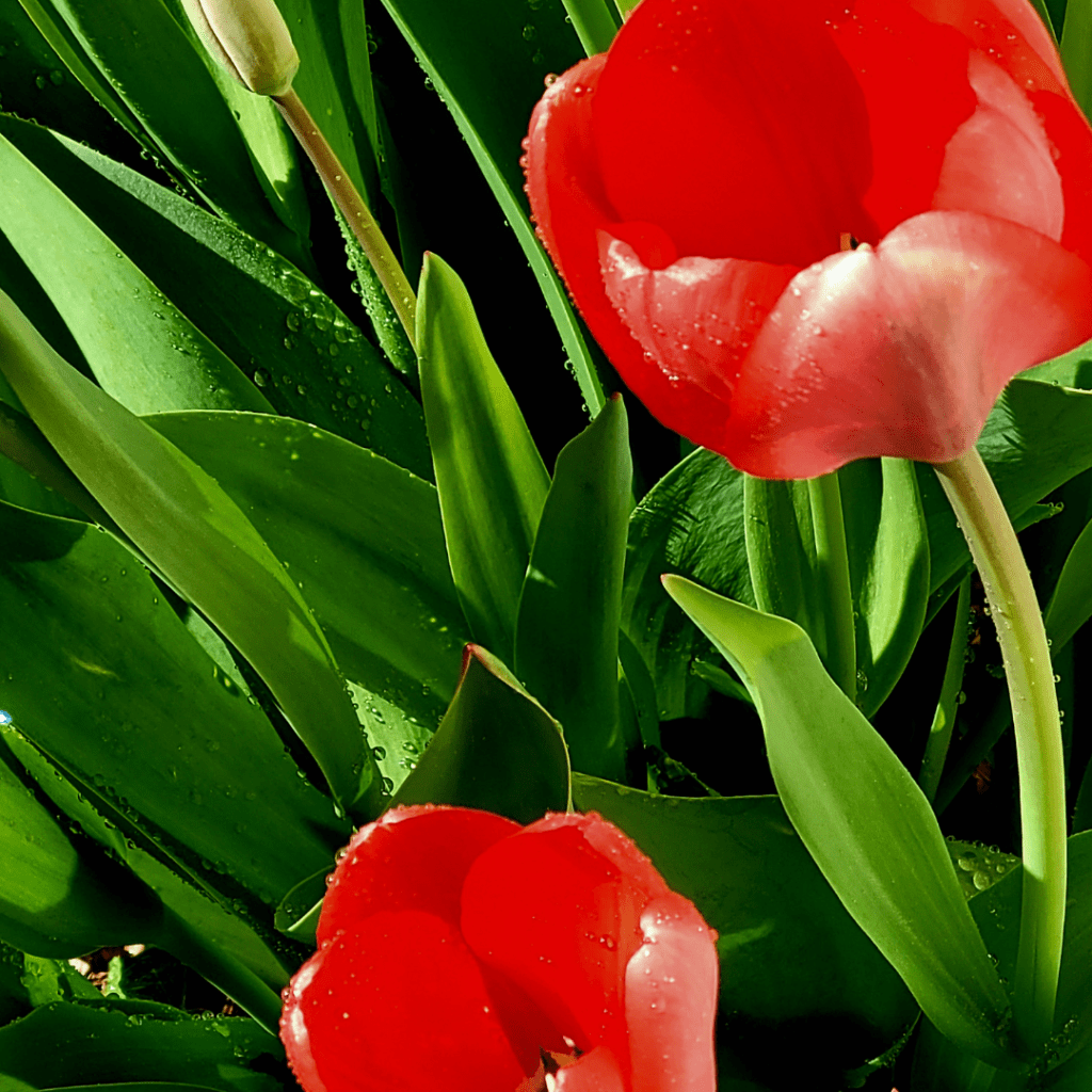 tulips