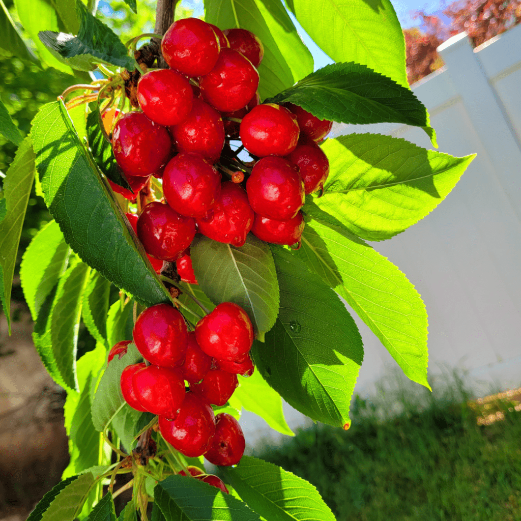 Image illustrates cherries.