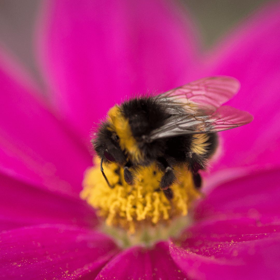 attract pollinators to improve harvest