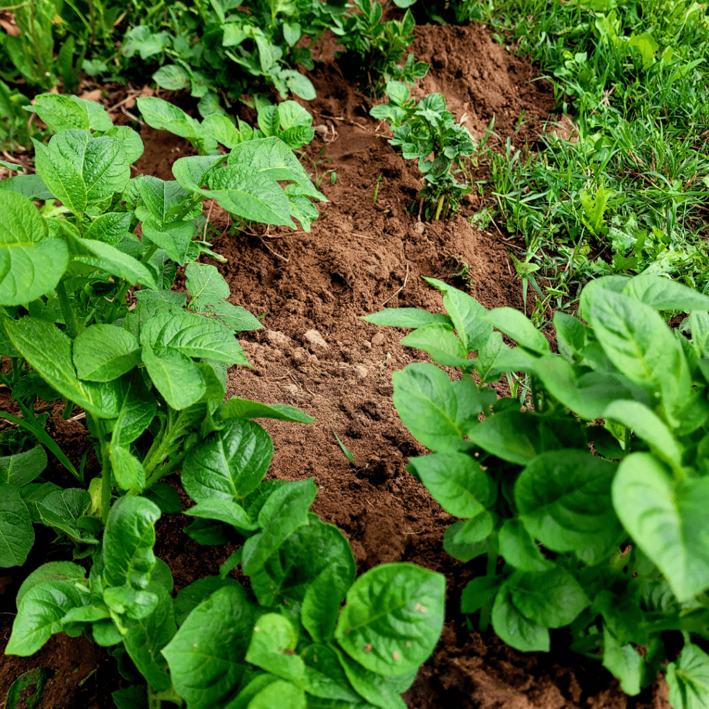 Image illustrates a potato patch.