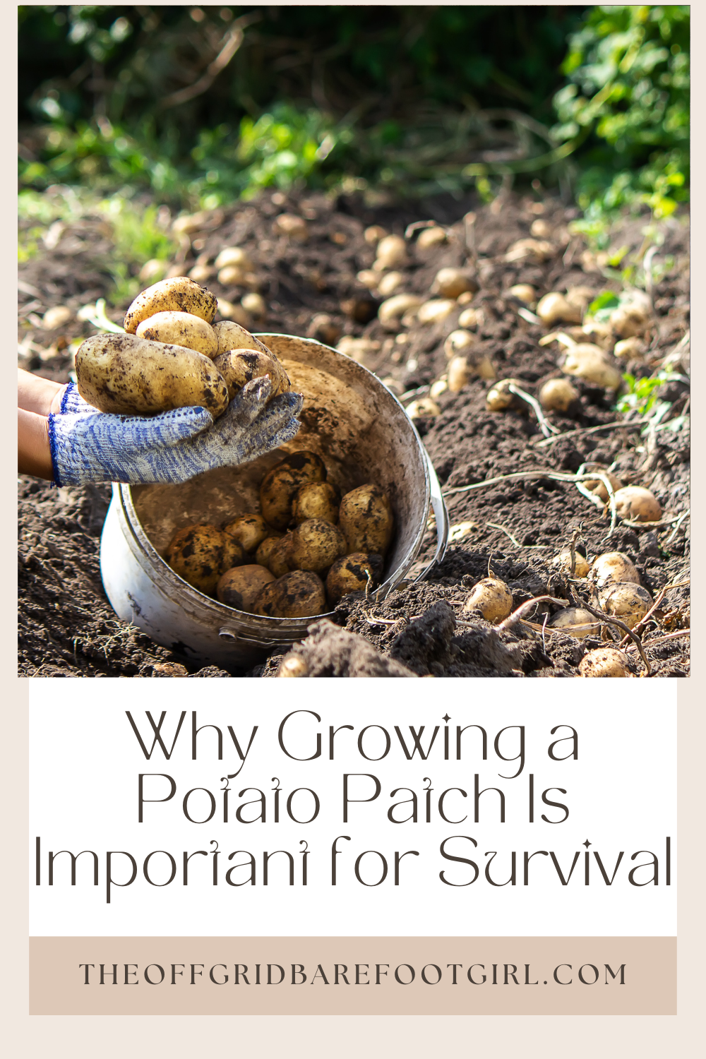 Image illustrates a Pinterest pin of a potato patch.