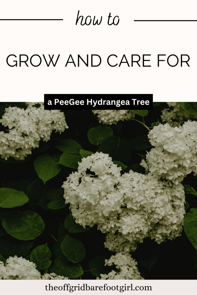 peegee hydrangea tree