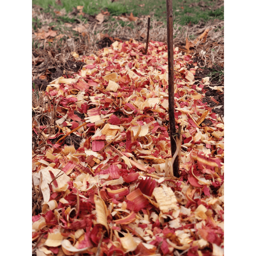 Image illustrates bareroot raspberry plants.