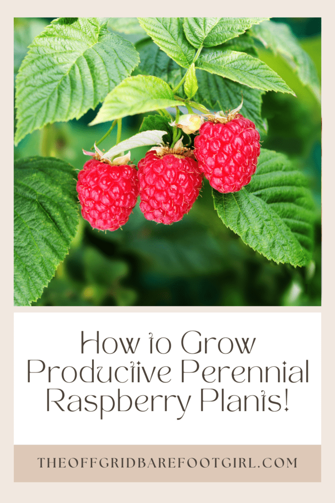 Image illustrates a Pinterest pin of raspberry plants.