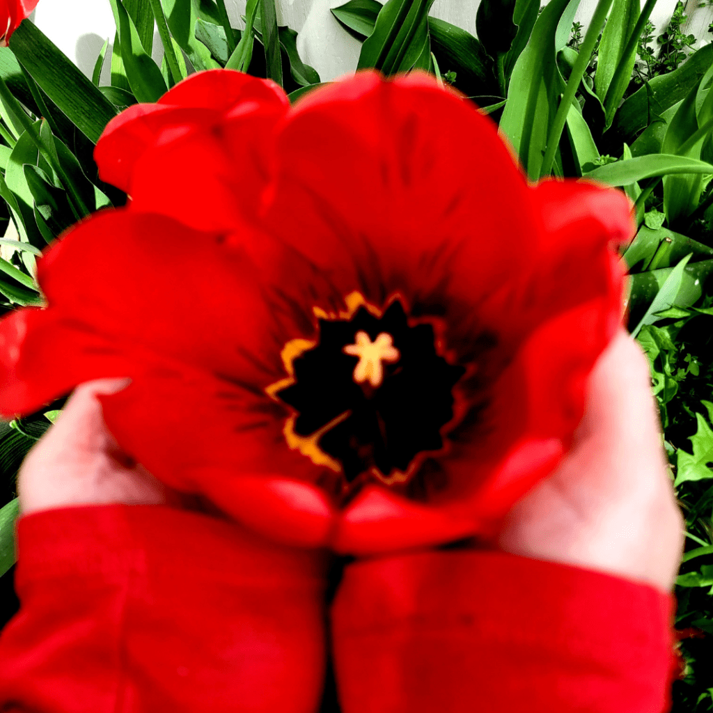 grow and care for tulips