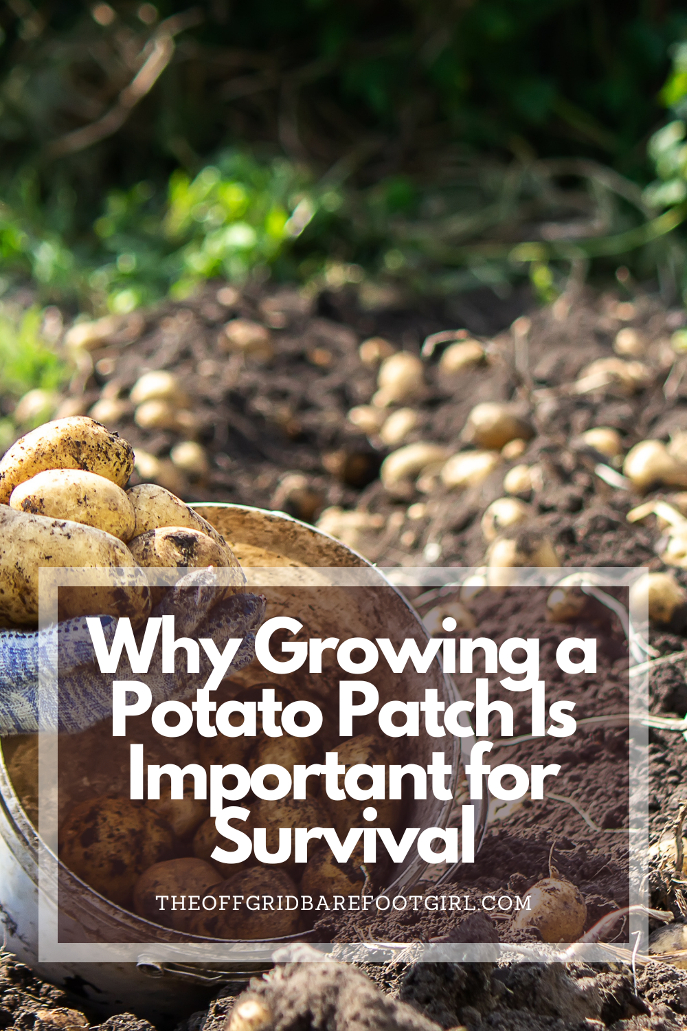 Image illustrates a Pinterest pin of a potato patch.