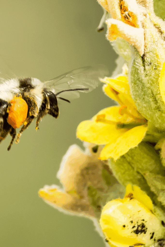 Image illustrates bees to attract pollinators to improve harvest.