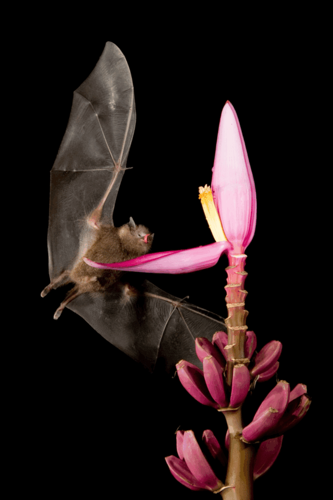 Image illustrates pollinators to attract pollinators to improve harvest.